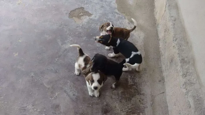 Cachorro ra a Srd idade Abaixo de 2 meses nome Filhotes