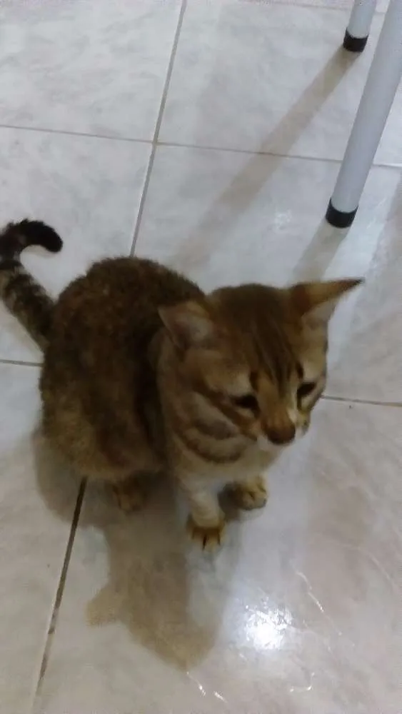 Gato ra a SRD idade 7 a 11 meses nome Meg