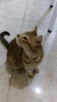 Meg