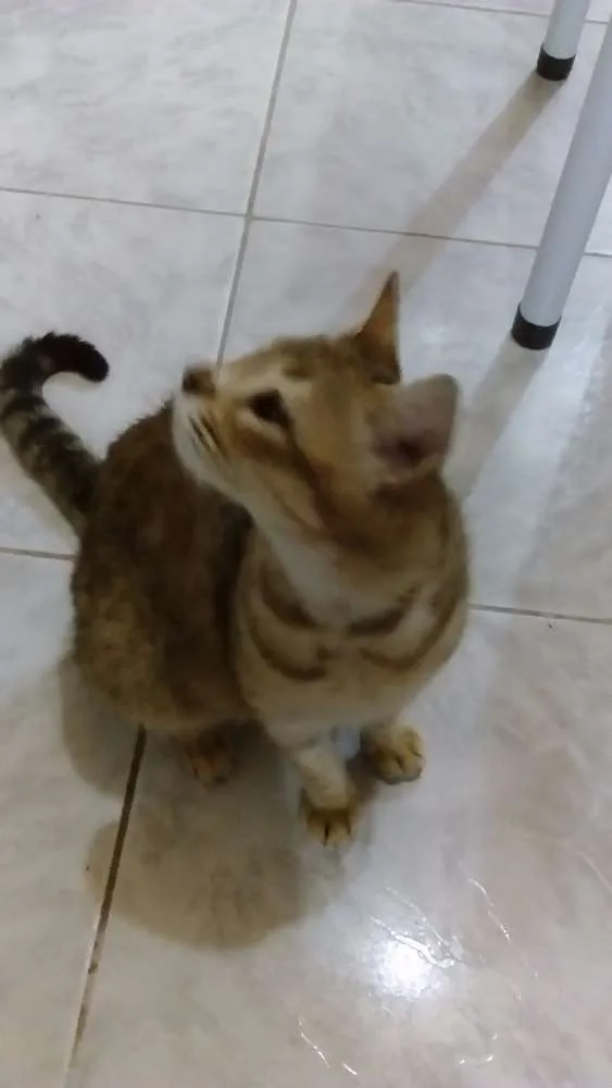 Gato ra a SRD idade 7 a 11 meses nome Meg