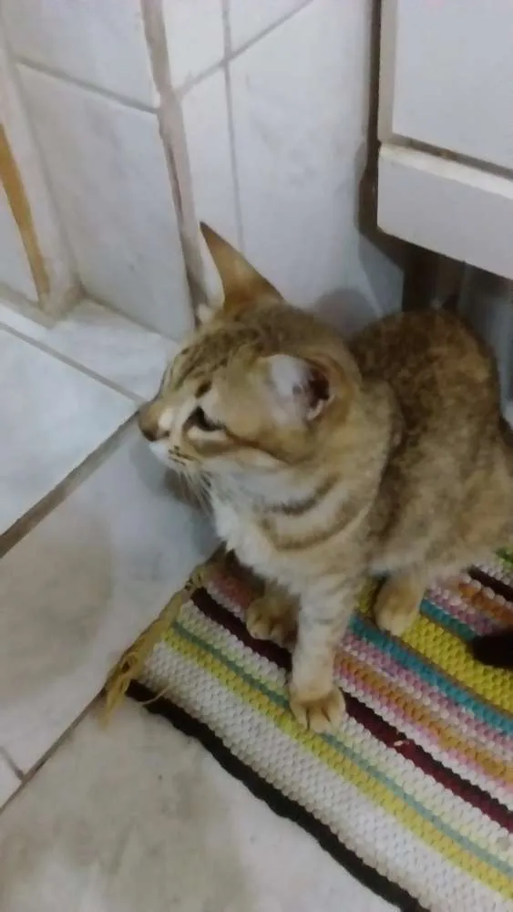 Gato ra a SRD idade 7 a 11 meses nome Meg