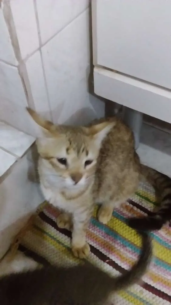 Gato ra a SRD idade 7 a 11 meses nome Meg