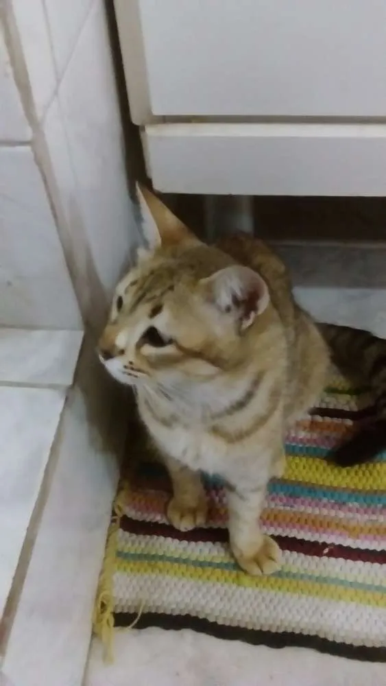 Gato ra a SRD idade 7 a 11 meses nome Meg
