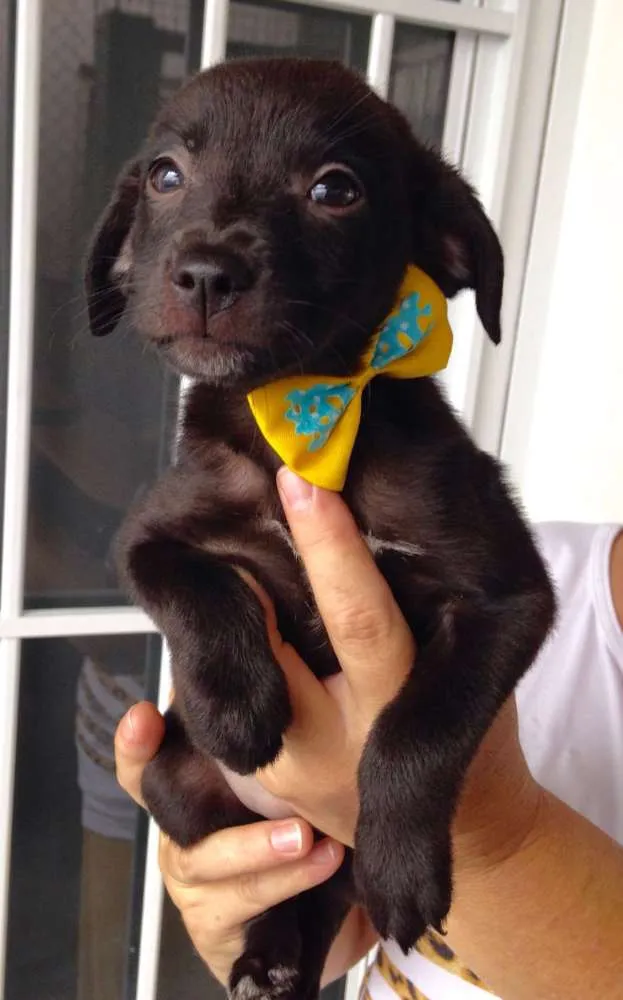 Cachorro ra a SRD idade Abaixo de 2 meses nome Miúcha, Niquinho, S