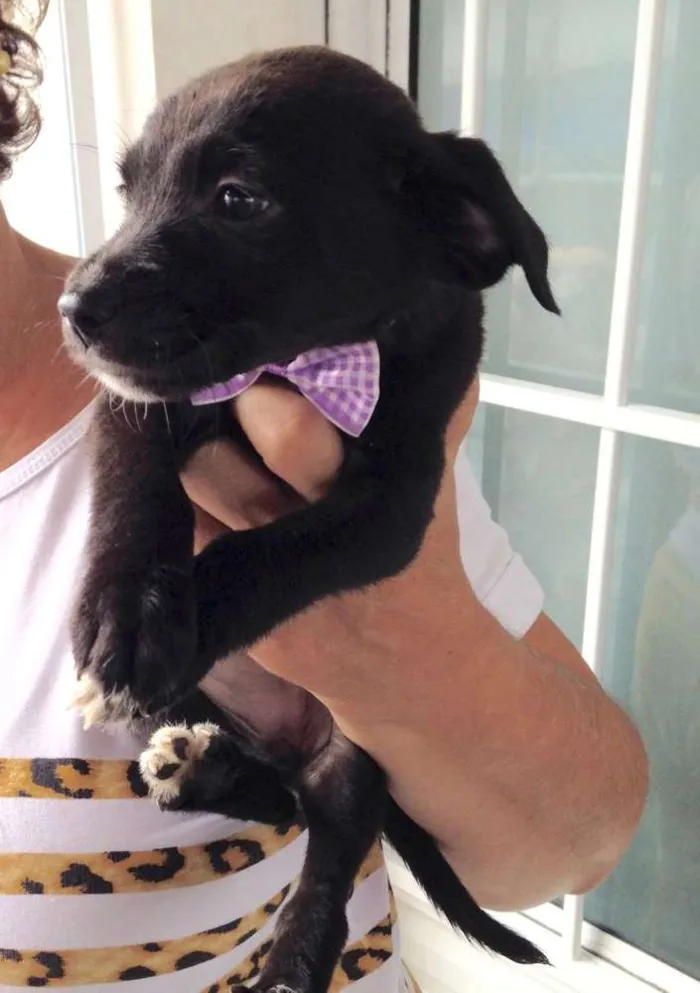 Cachorro ra a SRD idade Abaixo de 2 meses nome Miúcha, Niquinho, S