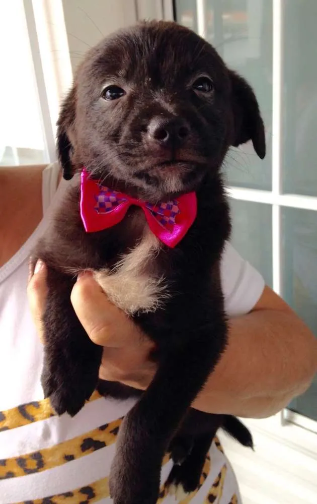 Cachorro ra a SRD idade Abaixo de 2 meses nome Miúcha, Niquinho, S