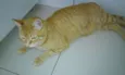 Tigrão
