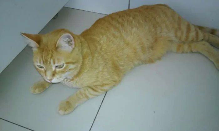 Gato ra a  idade 1 ano nome Tigrão