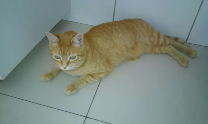 Gato ra a  idade 1 ano nome Tigrão