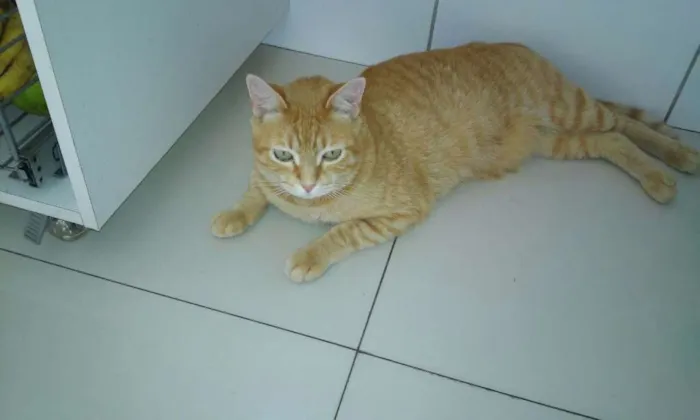 Gato ra a  idade 1 ano nome Tigrão