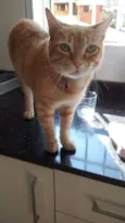 Tigrão