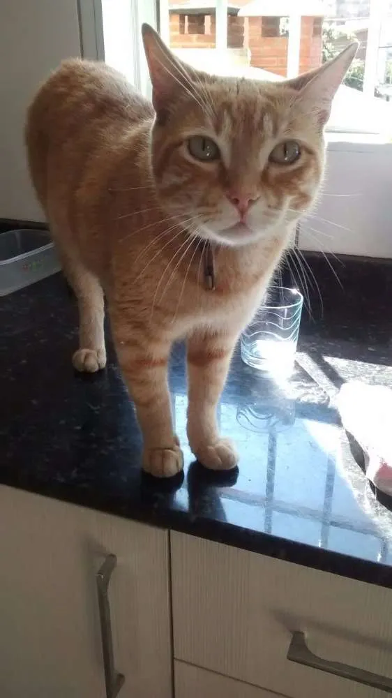 Gato ra a  idade 1 ano nome Tigrão