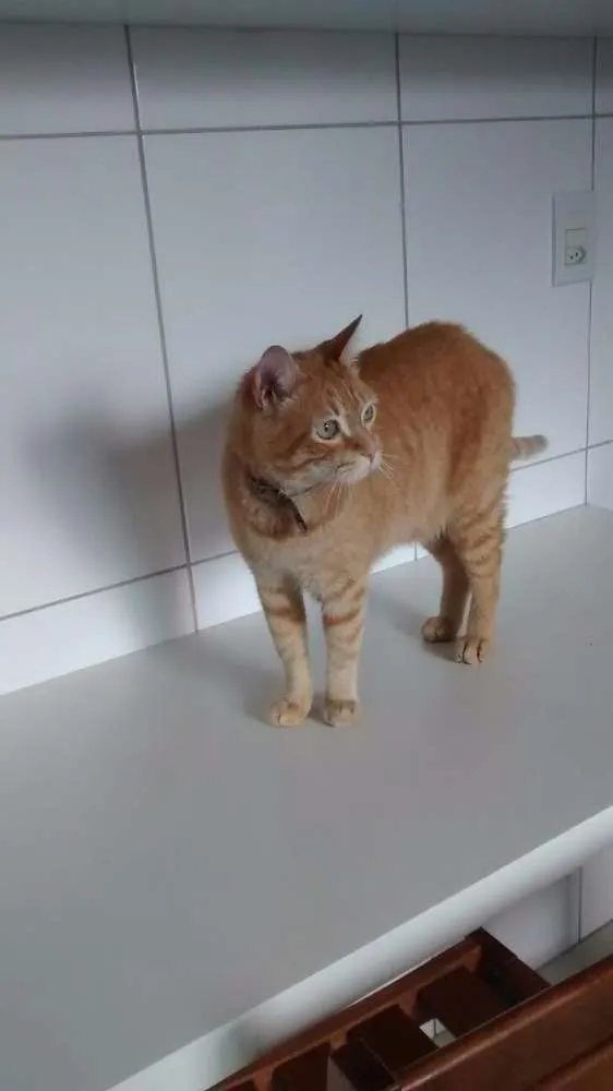 Gato ra a  idade 1 ano nome Tigrão
