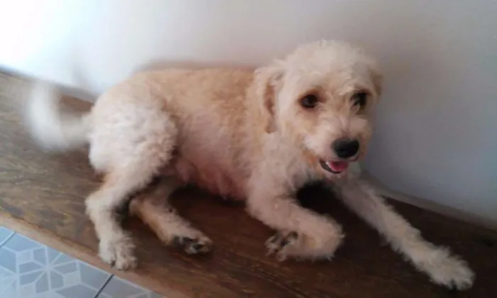 Cachorro ra a Poodle idade 1 ano nome July