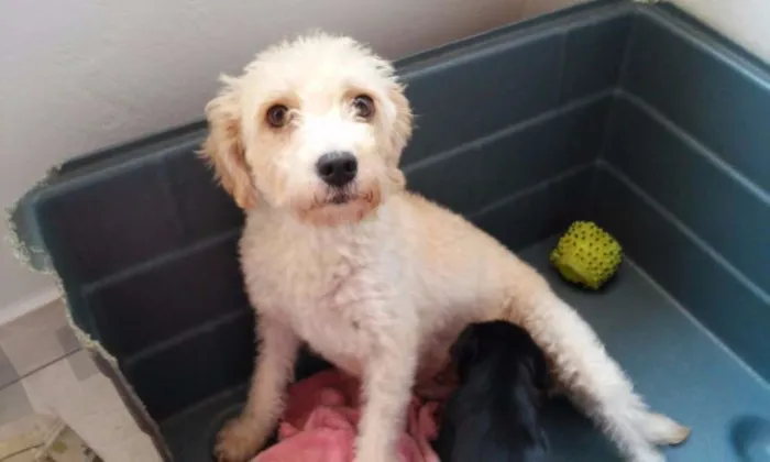 Cachorro ra a Poodle idade 1 ano nome July