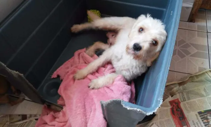 Cachorro ra a Poodle idade 1 ano nome July