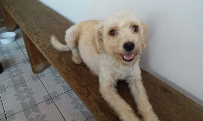 Cachorro ra a Poodle idade 1 ano nome July