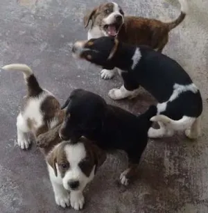 Cachorro raça Srd idade Abaixo de 2 meses nome Filhotes