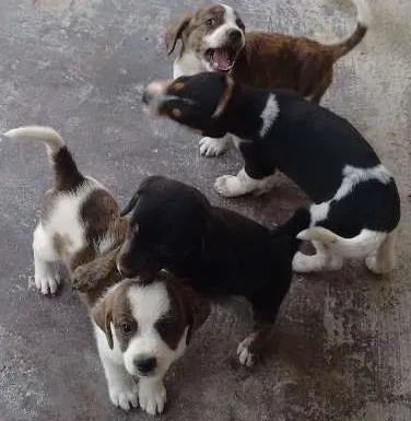 Cachorro ra a Srd idade Abaixo de 2 meses nome Filhotes