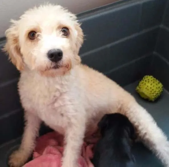 Cachorro ra a Poodle idade 1 ano nome July