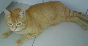 Gato raça  idade 1 ano nome Tigrão