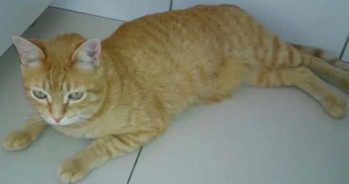 Gato ra a  idade 1 ano nome Tigrão