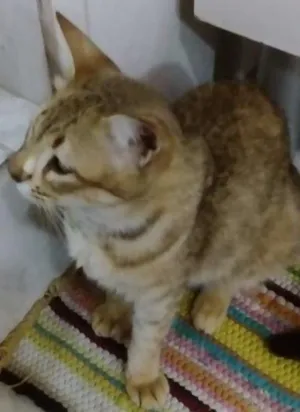 Gato raça SRD idade 7 a 11 meses nome Meg