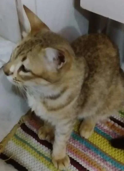 Gato ra a SRD idade 7 a 11 meses nome Meg