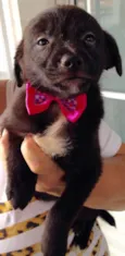 Miúcha, Niquinho, S