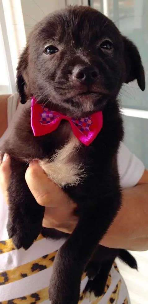 Cachorro ra a SRD idade Abaixo de 2 meses nome Miúcha, Niquinho, S