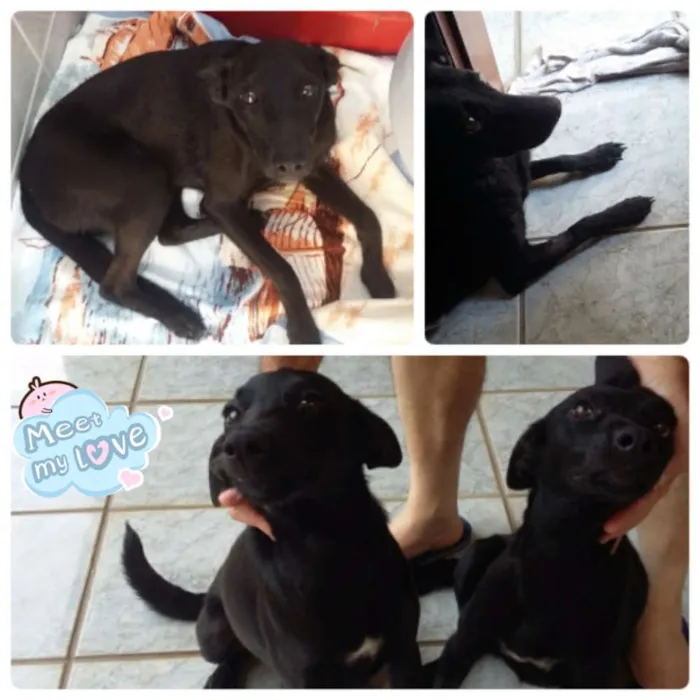 Cachorro ra a SRD idade 7 a 11 meses nome macho e fêmea
