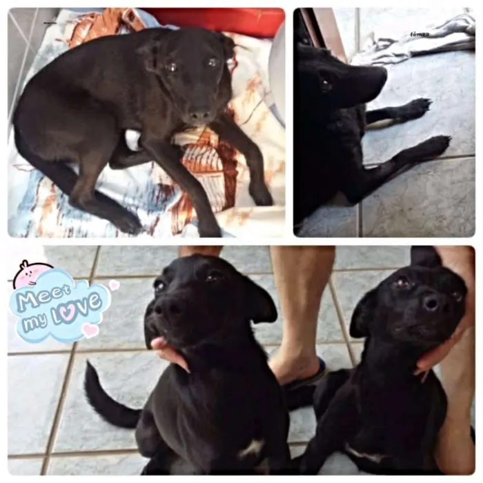 Cachorro ra a SRD idade 7 a 11 meses nome macho e fêmea