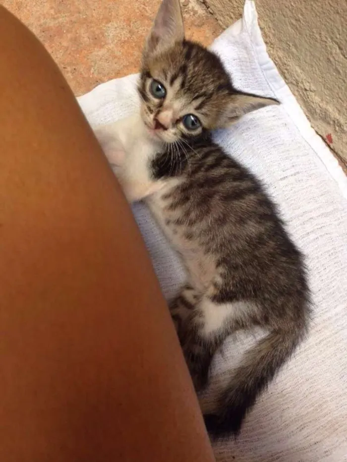 Gato raça Vira lata  idade Abaixo de 2 meses nome A providenciar 