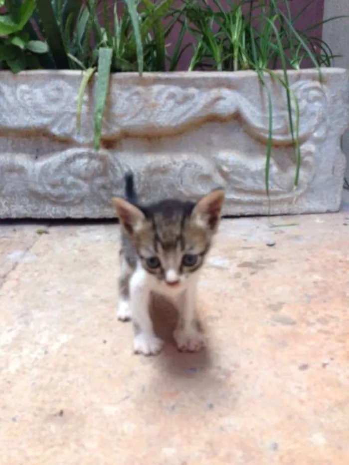 Gato raça Vira lata  idade Abaixo de 2 meses nome A providenciar 