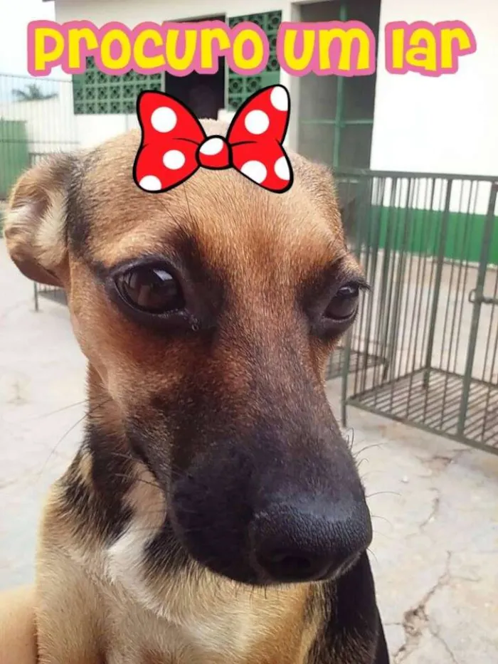 Cachorro ra a SRD idade 7 a 11 meses nome Guadalupe