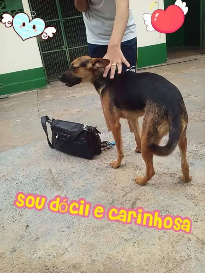 Cachorro ra a SRD idade 7 a 11 meses nome Guadalupe