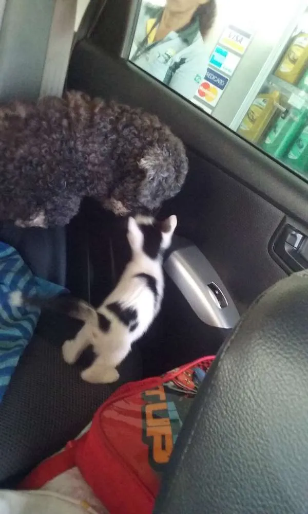 Gato ra a SRD idade 2 a 6 meses nome Miu