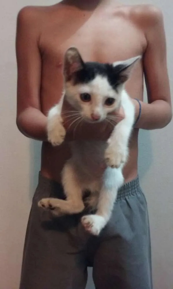 Gato ra a SRD idade 2 a 6 meses nome Miu