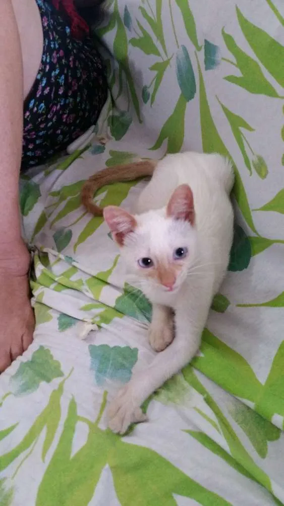 Gato ra a Sem raça idade 2 a 6 meses nome Branca de neve