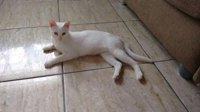Gato ra a SRD idade 7 a 11 meses nome PÉROLA CASTRADA