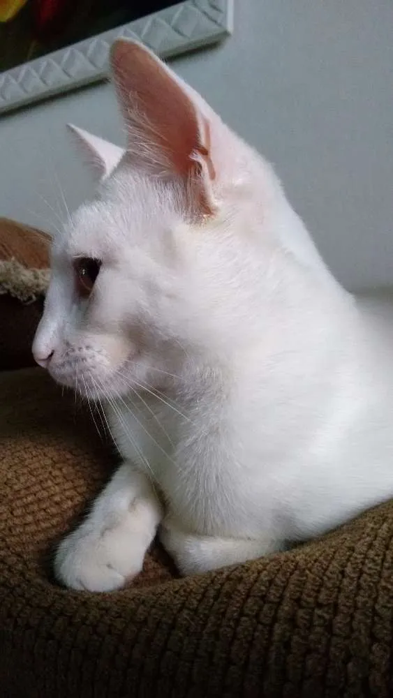 Gato ra a SRD idade 7 a 11 meses nome PÉROLA CASTRADA