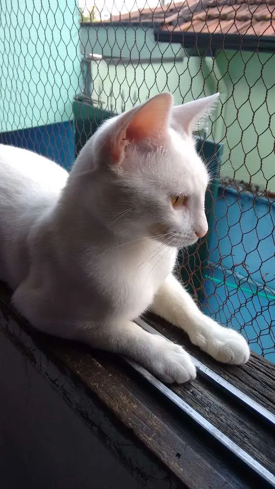 Gato ra a SRD idade 7 a 11 meses nome PÉROLA CASTRADA