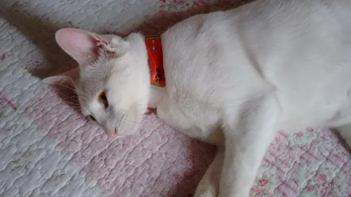 Gato ra a SRD idade 7 a 11 meses nome PÉROLA CASTRADA