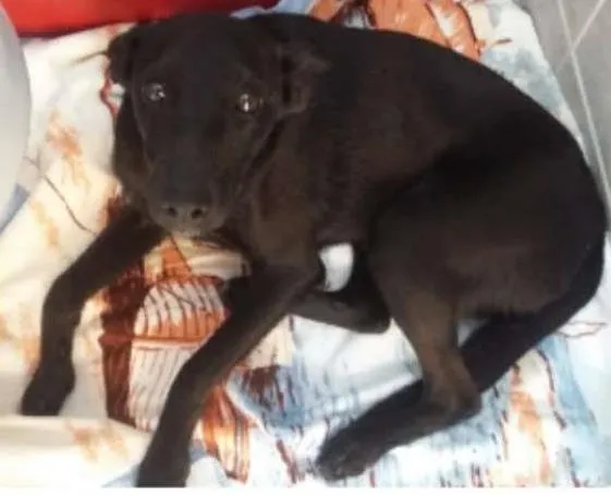 Cachorro ra a SRD idade 7 a 11 meses nome macho e fêmea