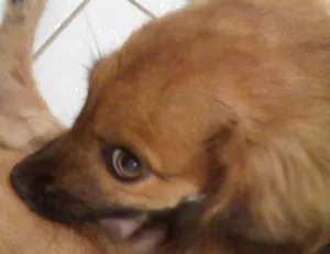 Cachorro raça vira lata raceado com cocker spanel idade 2 a 6 meses nome Bob