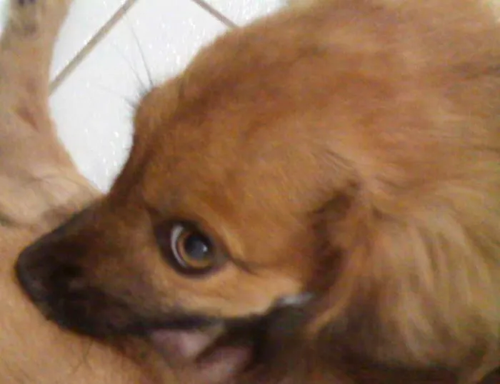 Cachorro ra a vira lata raceado com cocker spanel idade 2 a 6 meses nome Bob