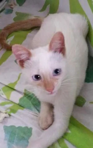 Gato raça Sem raça idade 2 a 6 meses nome Branca de neve