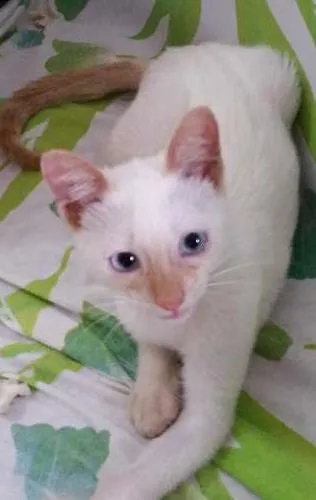Gato ra a Sem raça idade 2 a 6 meses nome Branca de neve