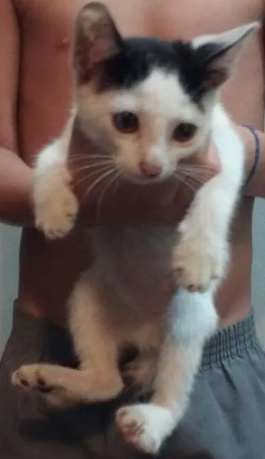 Gato ra a SRD idade 2 a 6 meses nome Miu