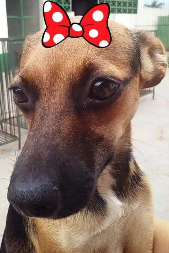 Cachorro ra a SRD idade 7 a 11 meses nome Guadalupe